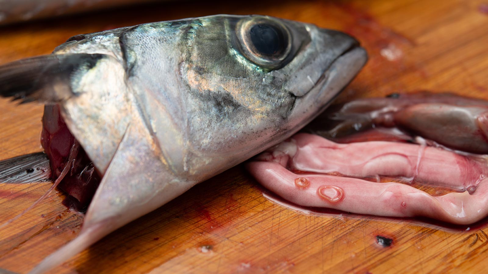 Pescado riesgo anisakis